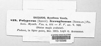 Fuscoporia ferruginosa image
